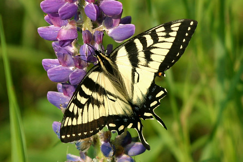 june wisconsin butterfly ilovenature insects mercer swallowtail canadiantigerswallowtail papiliocanadensis upnort