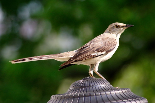 bird birds mississippi birdfeeder aves ave northernmockingbird officewindow mockingbird mimuspolyglottos