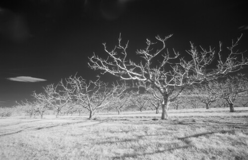 trees sky rural landscape south scenic carolina infrared pastoral
