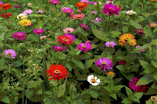 flowers flora duttons holmescounty sigmadc1770mmf2845 pentaxk30