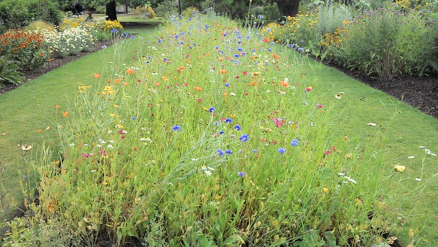 Aster bed, planted with a mixture