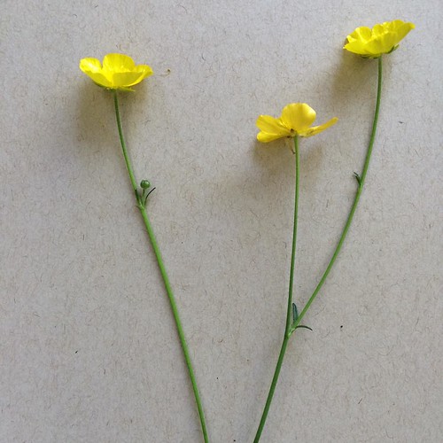 Ranunculus acris (tall buttercup) a seed bearing noxious weed. #boundarywaters #nature #Minnesota #VSCOcam #bwca