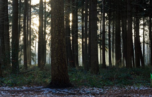 fog mist winter trees forest netherlands nature sunlight sunshine sunrise snow sunrays sunbeams