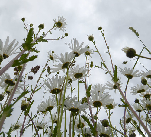 eye daisies view worms include oxeye ch2015wk23 20150609daisies0014edited1web