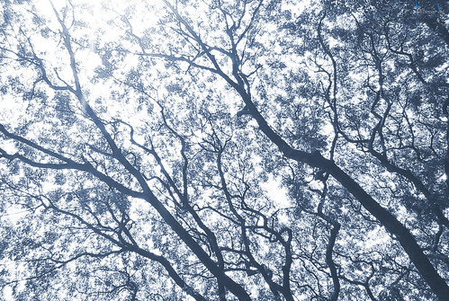 india tree art nature monochrome asia wideview westbengal iitkharagpur kharagpur linesanddots westmedinipur paschimmedinipore
