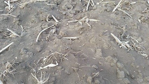 Soil evaporation on bare soil
