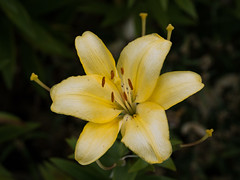 Yellow softness - Photo of Brémontier-Merval