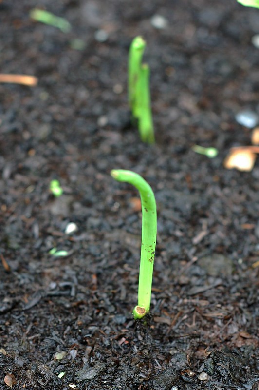 Baby scallion planted from old roots by Eve Fox, the Garden of Eating, copyright 2015