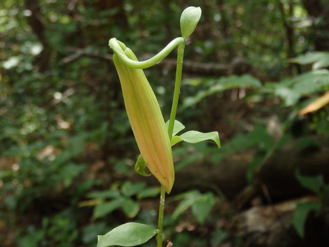 Lilium michauxii (Carolina lily) Linville Gorge