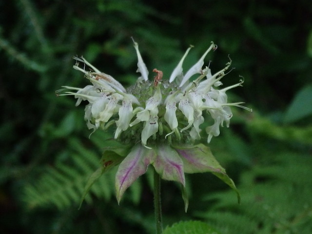 white bergamot (Monarda clinopodia), a.k.a. basil beebalm Linville Gorge