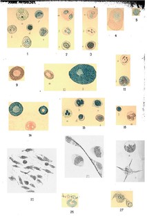 Plate II, Journal of Physiology 17 (1-2) (1894). Figs. 1-28 from A.A. Kanthack and W.B. Hardy, 'The Morphology and Distribution of the Wandering Cells of Mammalia'.