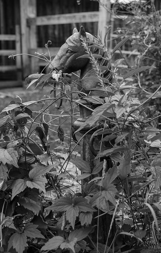 blackandwhite bw sculpture plants usa green me monochrome grass statue barn landscape blackwhite antique farm maine limington