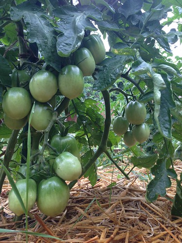 Amish Paste tomatoes just barely starting to blush red.