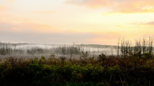 fog sunrise newjersey outdoor nj greatswamp greatswampnationalwildliferefuge hardingtownship greatswampnwr
