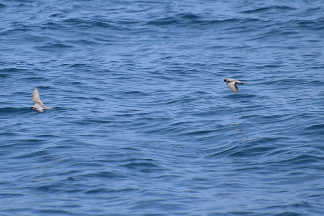 Fork-tailed Storm-petrels
