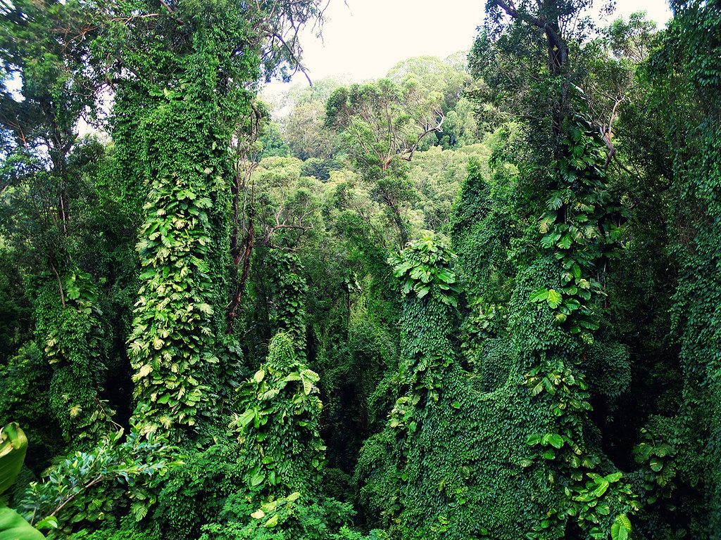 Forêt tropicale d'Oahu