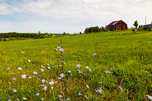 flowers field barn