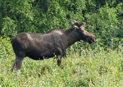 Moose: Kincaid Park, Anchorage, Alaska