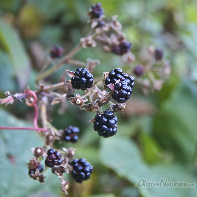 blackberry 0001 Harriman State Park, New York, USA
