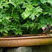 Rotschwänzchen baded im Vogelbad - Sommer