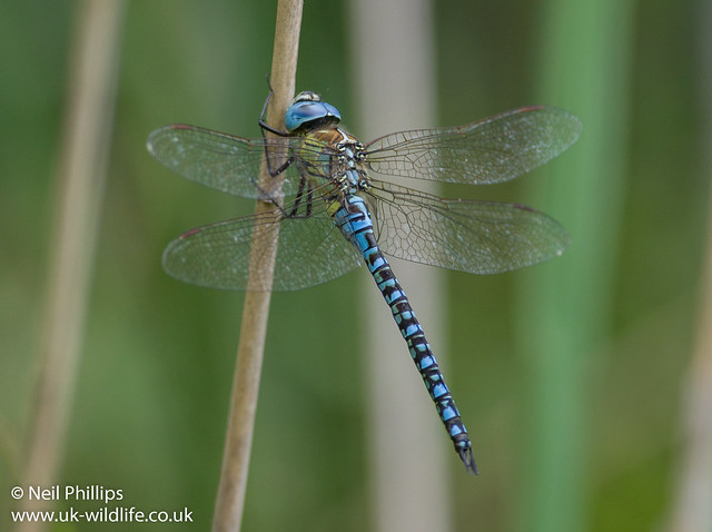 Southern migrant hawker-2