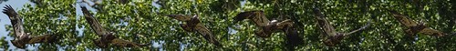 baldeagle indiana brookville ias whitewaterriver easternkingbird franklincounty leveeroad