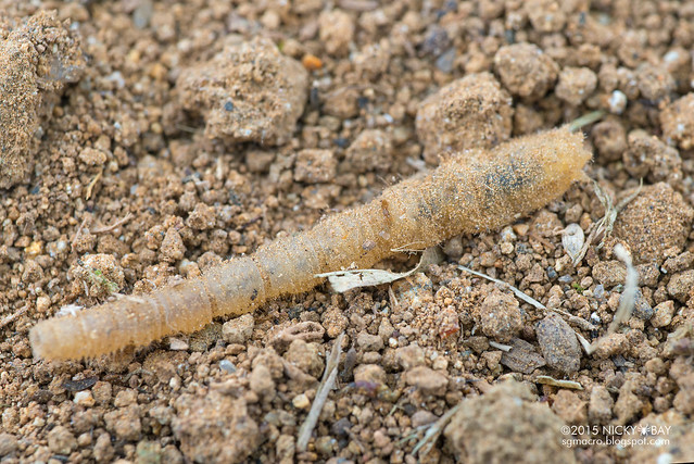 Wormlion larva (Vermileonidae) - DSC_5454
