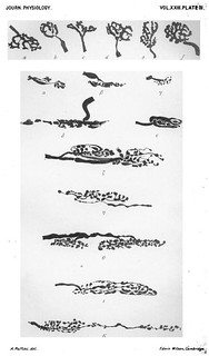 Plate III, Journal of Physiology 23 (3) (1898). Figs. a-f, a-K from A. Ruffini, 'On the Minute Anatomy of the Neuromuscular Spindles of the Cat, and on their Physiological Significance'.