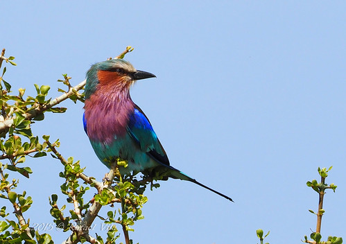 Lilac-Breasted Roller- A Classic in Kenya-Tanzania!