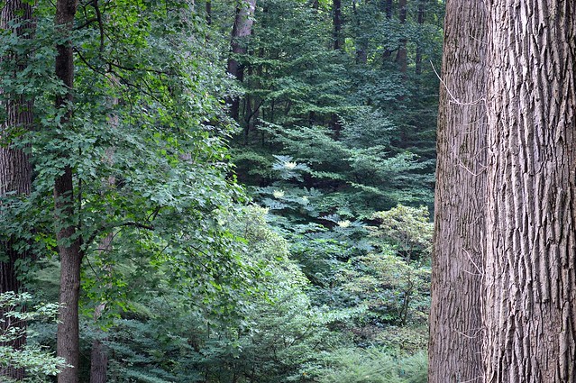 Woodland garden