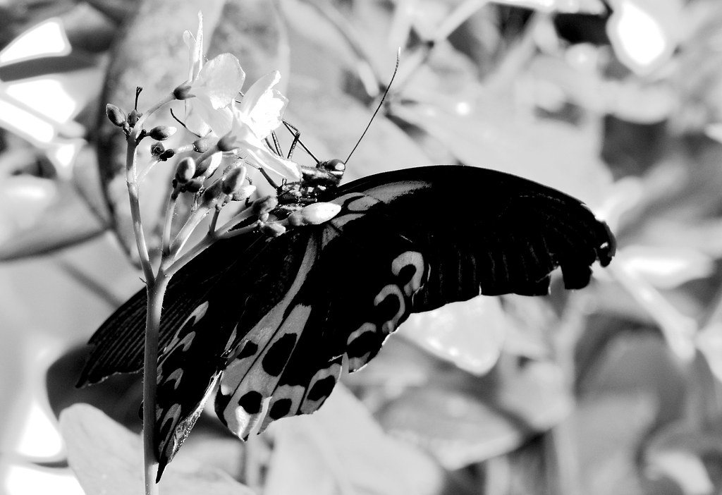 Butterfly_2