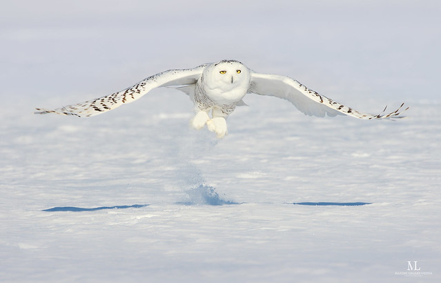 Harfang des neiges - Snowy owl - Bubo scandiacus