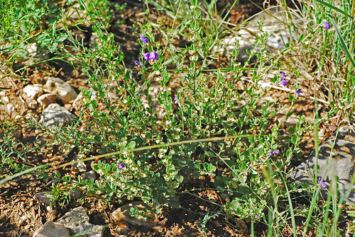 080818 2008 asterids fr120 glencoe lamiaceae lamiales lincolnco mexicanskullcap nm scutellaria scutellariapotosina flower skullcap wildflower