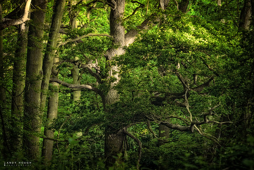 wood trees england leaves woodland unitedkingdom outdoor branches sony foliage gb dorchester a99 sonyalpha andyhough slta99v littlewittenhamwood andyhoughphotography