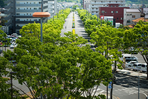 road street tree japan landscape avenue fukushima shirakawa