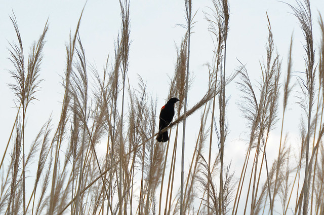Keep your eyes open near and far for wildlife when you visit Virginia State Parks. This is a redwing black bird we saw as we paddled the marsh along College Run Creek at Chippokes State Park