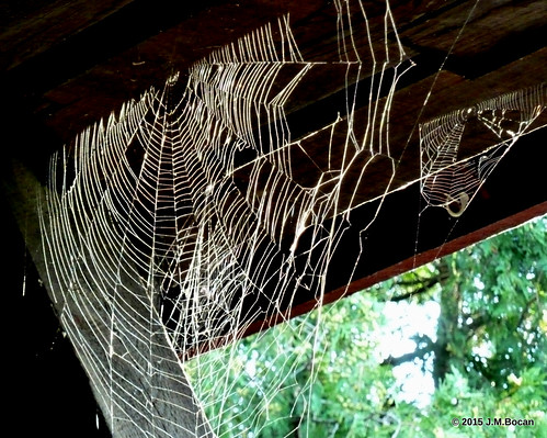 spiderwebs webs