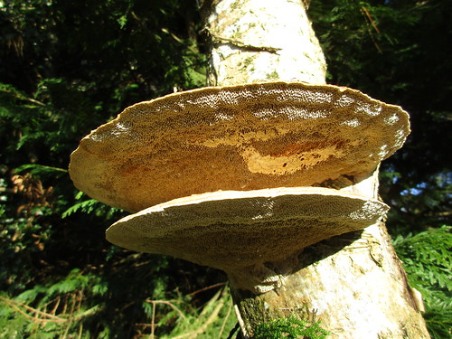 fungus bracket fungi beautifulnature canonixus170 tree underside pores trunk jfkarboretum wexford ireland irish