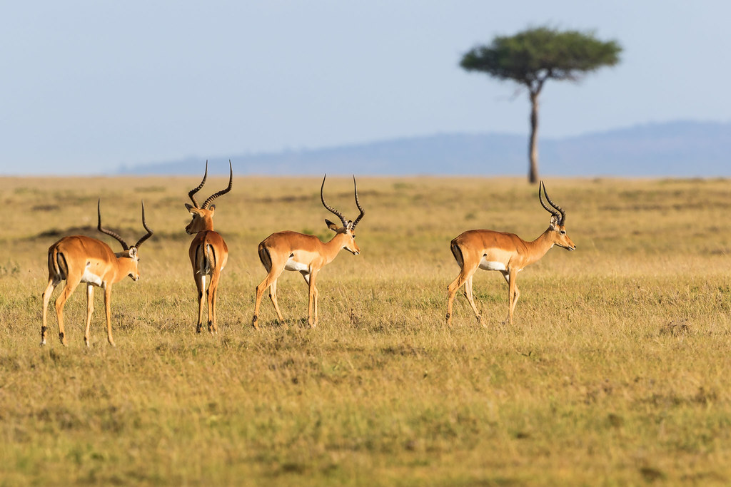 Antilopes, réserve de Masaï Mara