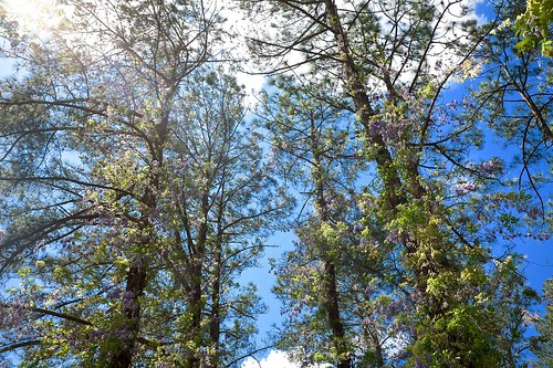 northcarolina blue sky x100 x100t fujifilm day sun beauty spring pine flowers fortbragg fuji