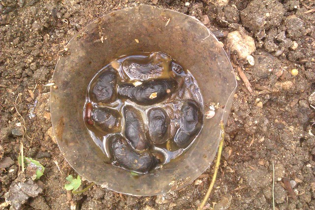 Dead slugs caught in a garden trap