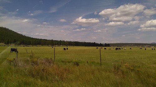 travel nature oregon skies cows farmland grassland