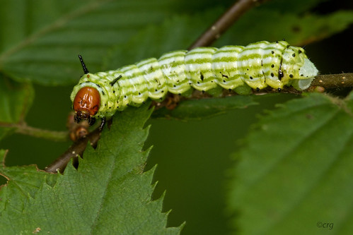 pennsylvania caterpillar pisgah rosymaplemoth dryocamparubicunda bradfordcounty greenstripedmapleworm