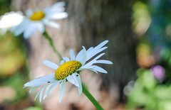 daisies by the tree