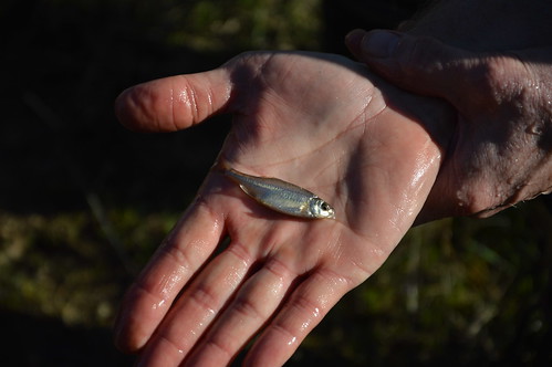 The Oregon Chub on a person's hand