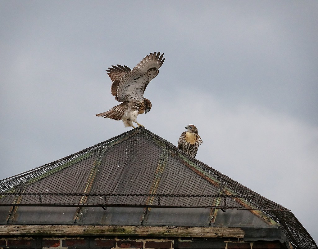Fledglings #2 & #3 playing on a rooftop