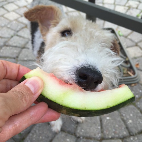 Everyone loves watermelon