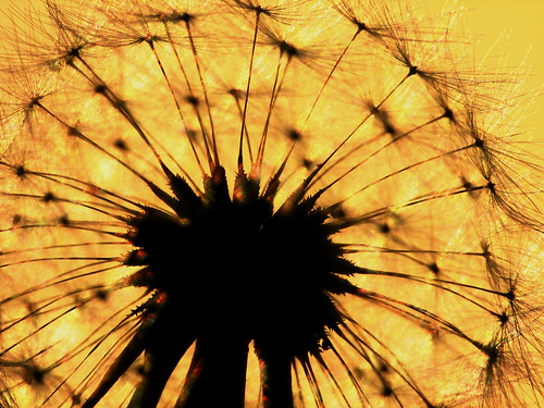 sunset orange sun macro seed dandelion seeds parachute taraxacum dcr250 raynox rogersmith