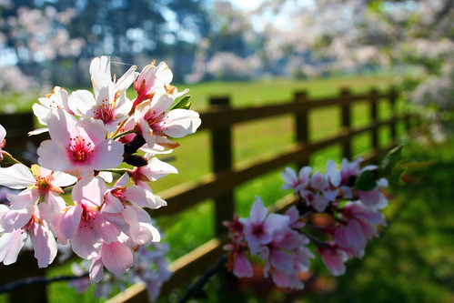 pink favorite fence georgia landscape outside march spring 2006 riding cherryblossoms macon
