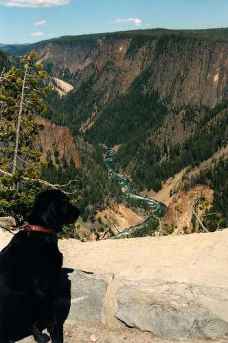 dog black mountains river lab montana labrador lookout chinook overlook rockcreek beartoothmountains redlodge beartoothhighway beartooths